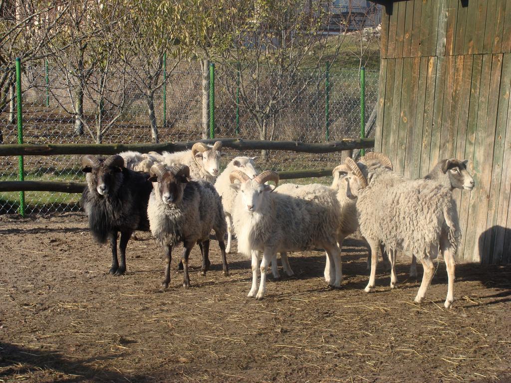 Gospodarstwo Agroturystyczne Ania I Filip Izabelin  Exterior foto